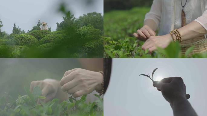 生态茶采摘