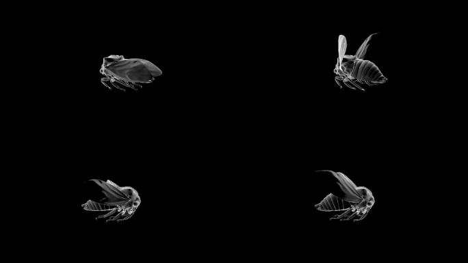 C4D模型-知了-蝉