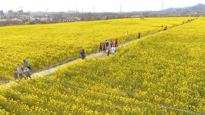 4K航拍花海-春天油菜花西海岸生态观光园