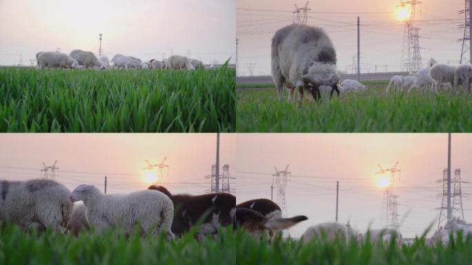 【原创】夕阳下的羊群