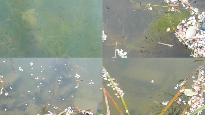 池塘河水里的小蝌蚪