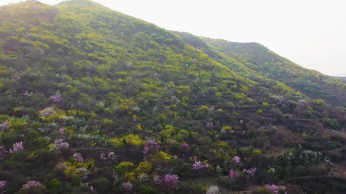 山区大山连翘花连翘中药b