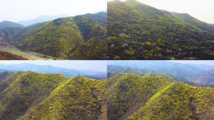 山区大山连翘花连翘中药b