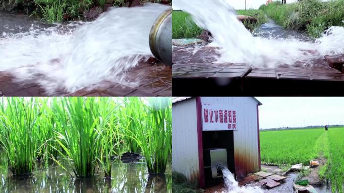 灌溉水稻