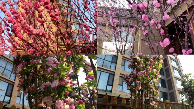 春色满园建筑