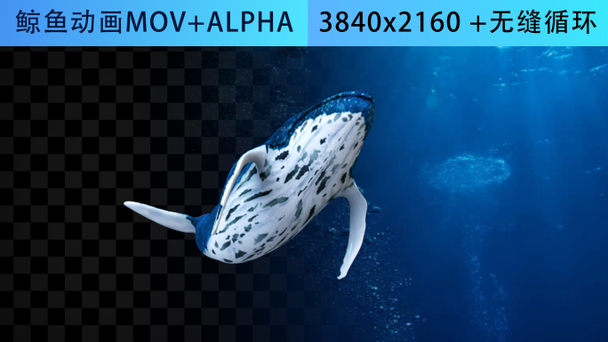 4K鲸鱼动画