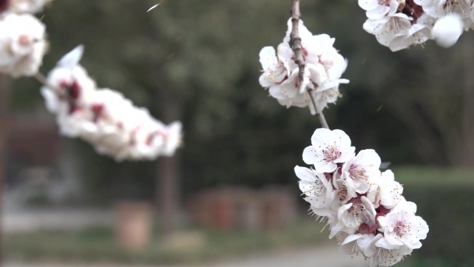 各种花草杏花田地