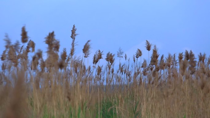 风中芦苇荡