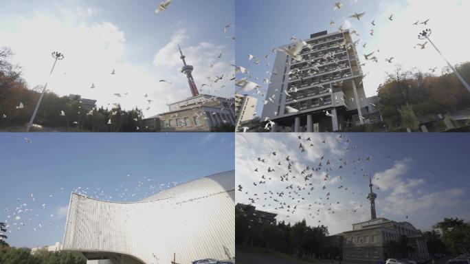 1、南京艺术学院白鸽鸽群飞起升格高清19