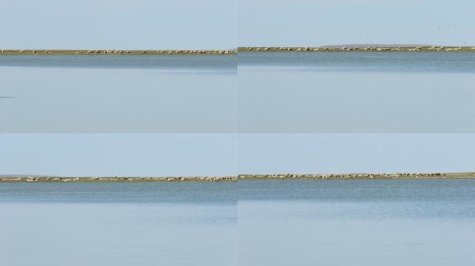 羊群在水边吃草