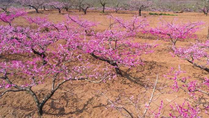 桃花桃树桃园果园花C