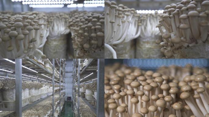 蘑菇工厂1