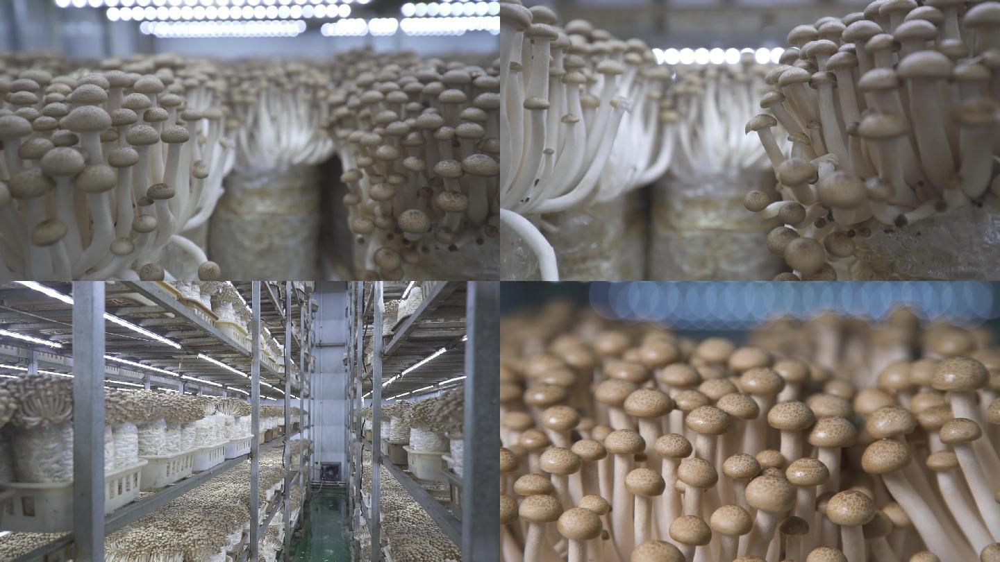 蘑菇工厂1