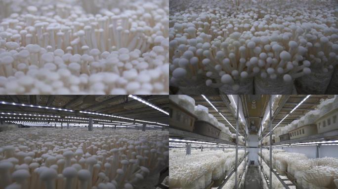 蘑菇工厂-蘑菇生长