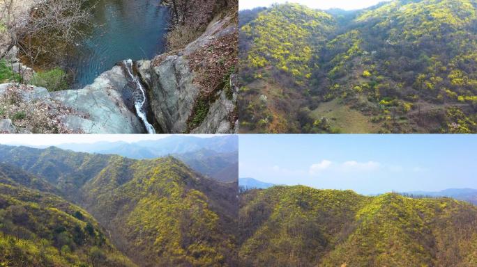 山区大山连翘花连翘中药