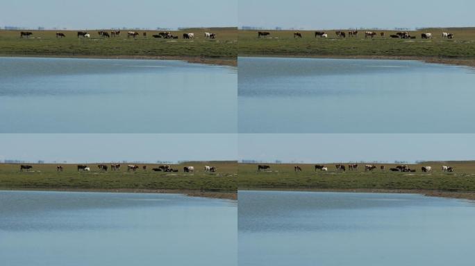 牛群在草原吃草