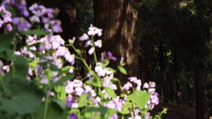 大自然野花好看的紫色花朵微观阳光花