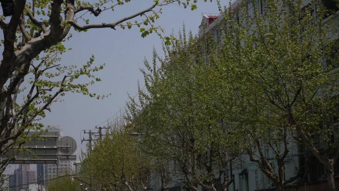 春天城市绿化树木树叶法桐行人