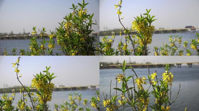 河岸边的金钟花与桥