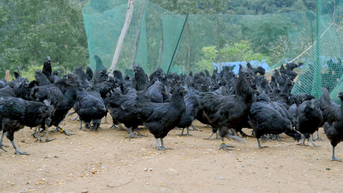 散养乌鸡