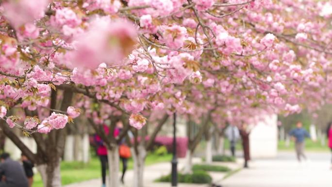 春天中国科技大学校园樱花节樱花1080p