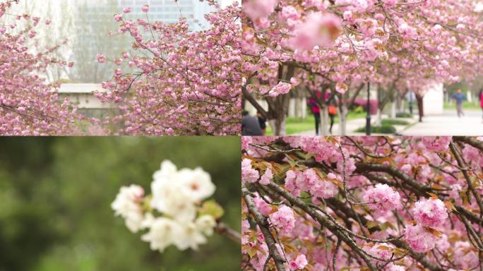 春天中国科技大学校园樱花节樱花1080p