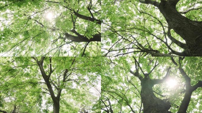 【4K】阳光大树、枝繁叶茂