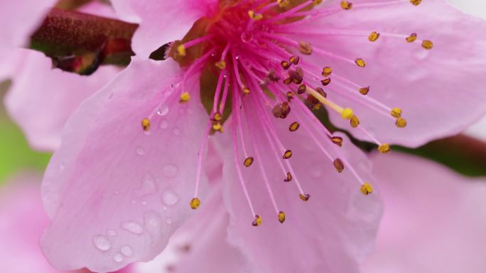 雨后桃花桃花林B段4k