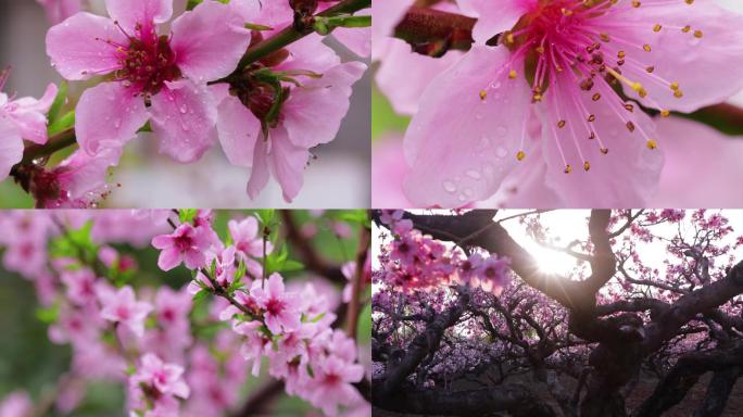 雨后桃花桃花林B段4k