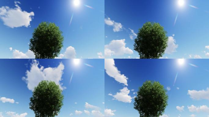 蓝天白云阳光树木