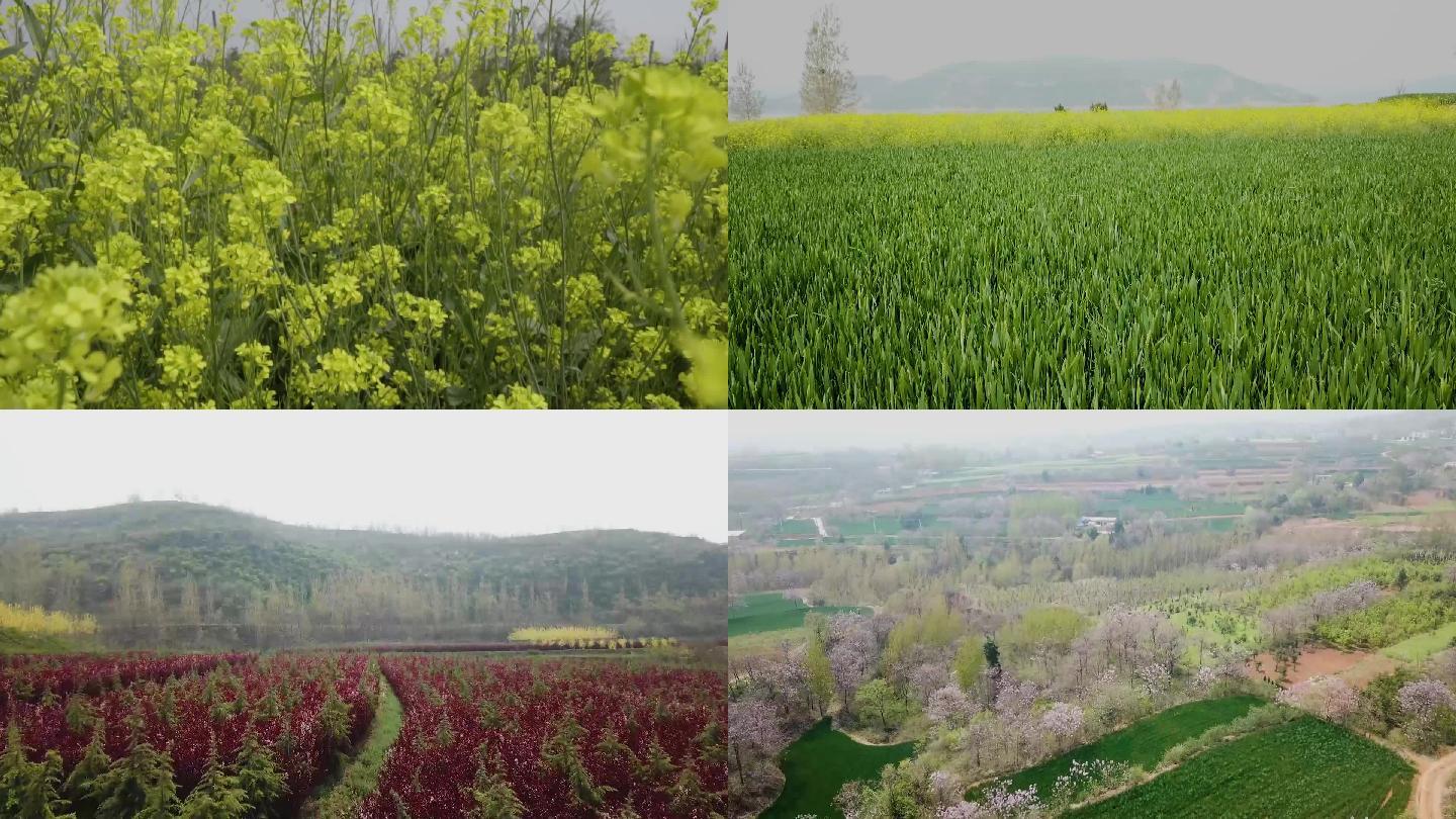 油菜花小麦乡村