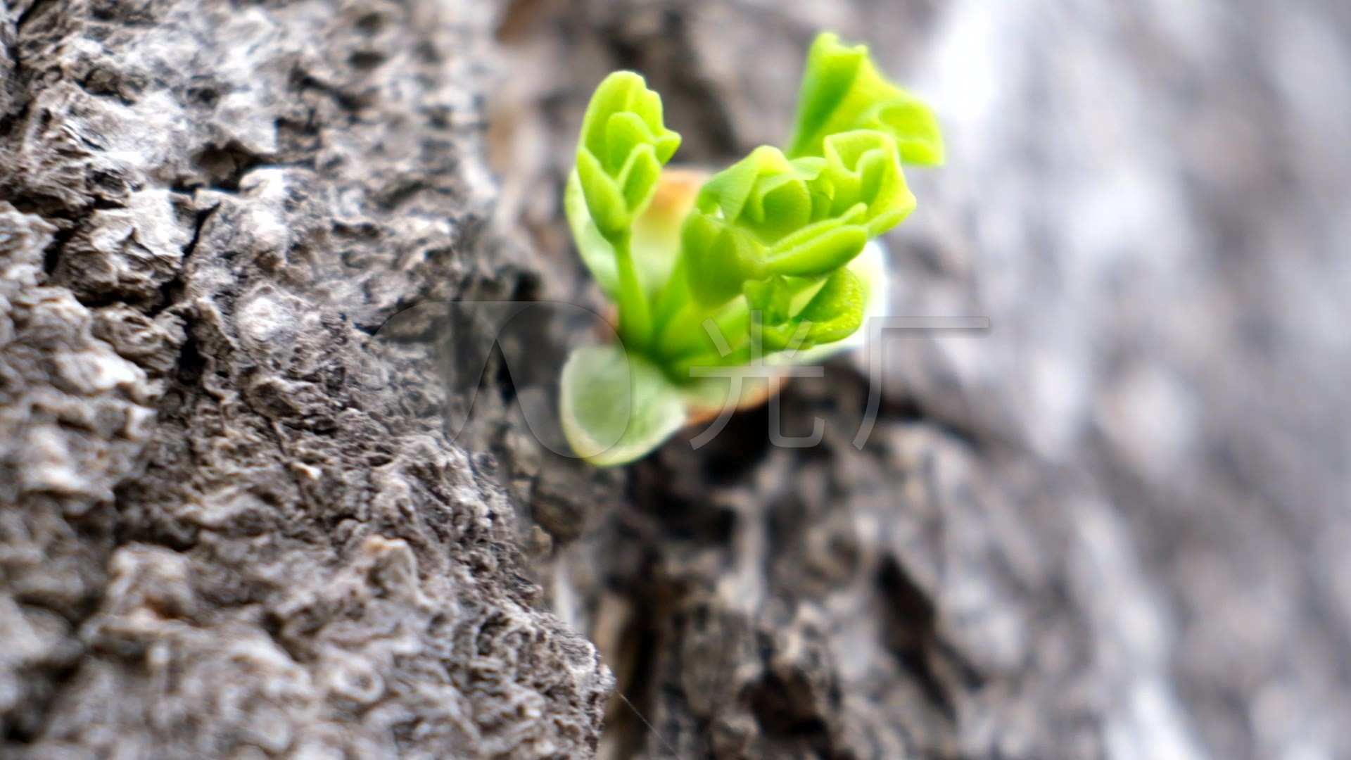 经典永不过气——甘露树（甘露樹）丨芳绘苑 - 知乎