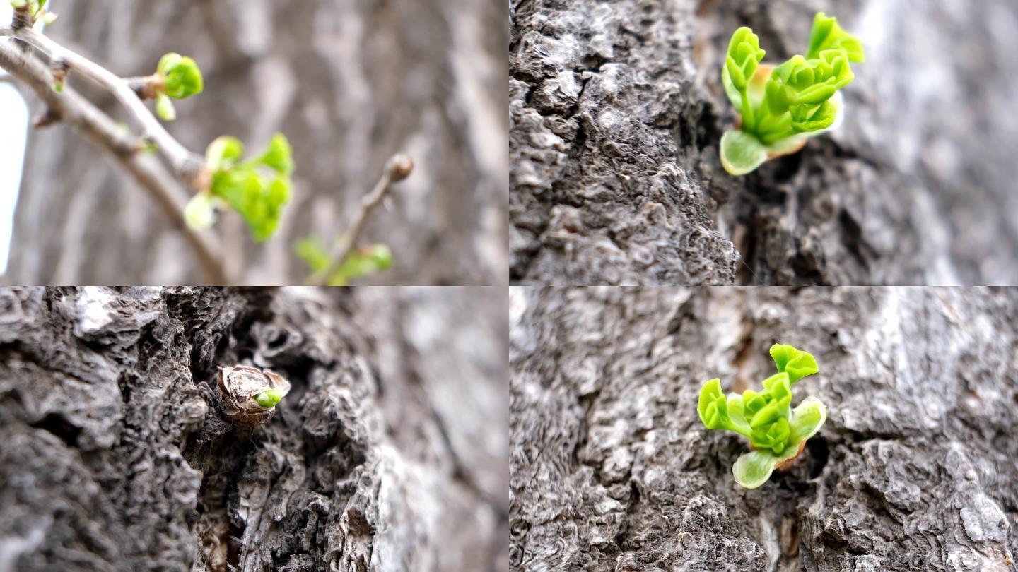 生长发芽 — — 一个新生命的开始高清摄影大图-千库网