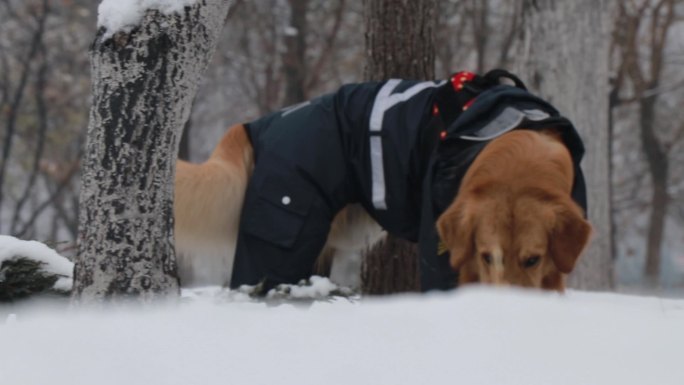 雪景和狗