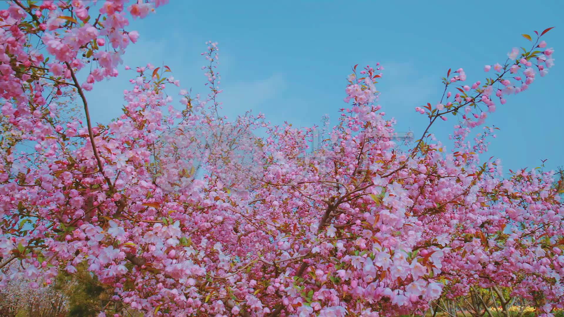 【1920x1080】美丽的春天风景桌面壁纸 - 彼岸桌面