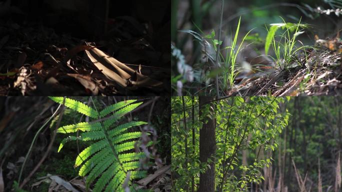 乡村振兴乡间植物竹林