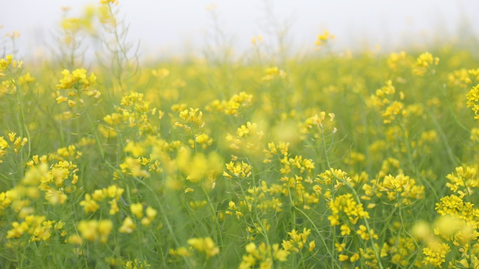 高清唯实拍美油菜花宣传片广告级别