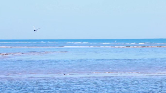 大海海边海鸥视频素材1080P