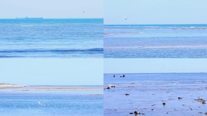 大海海边海鸥视频素材1080P