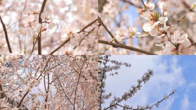 桃花、春天、初春、桃花开、发芽、桃树