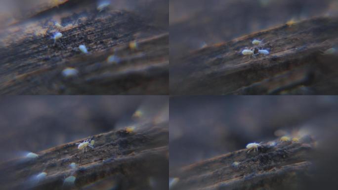 微距微观世界昆虫白色虚幻蚜虫