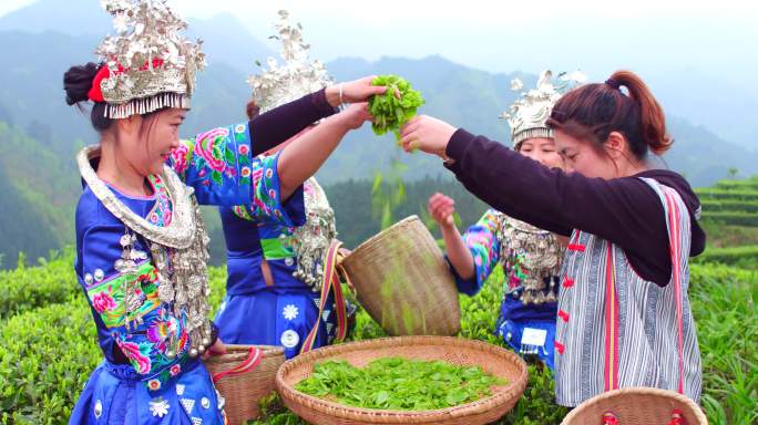 少数民族美女采茶