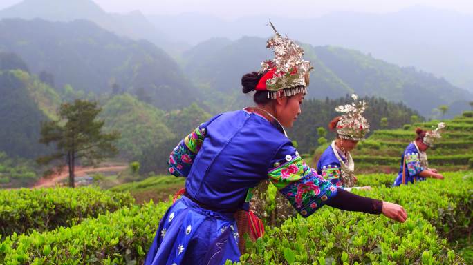 少数民族美女采茶