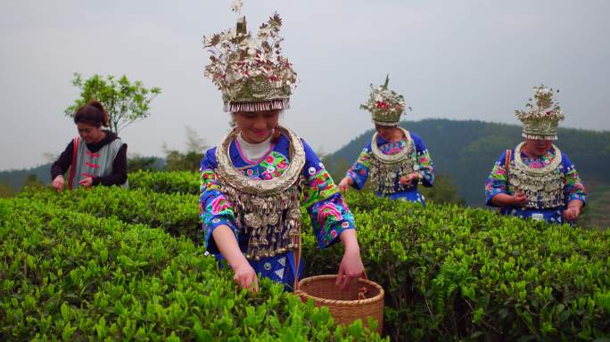 少数民族美女采茶