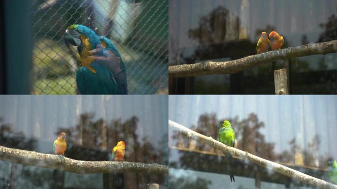 【4K】琉璃金刚鹦鹉和太阳鹦鹉和南大