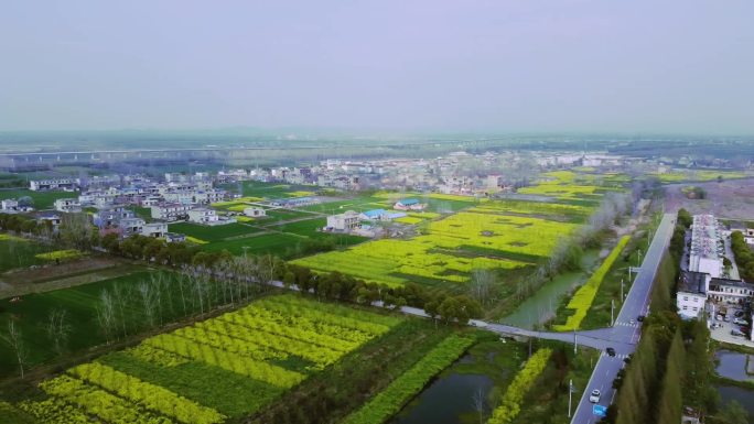 航拍春天安徽农村黄色油菜花农田