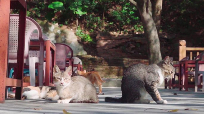 野外晒太阳的猫