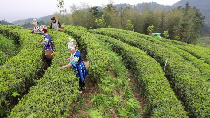 少数民族美女采茶