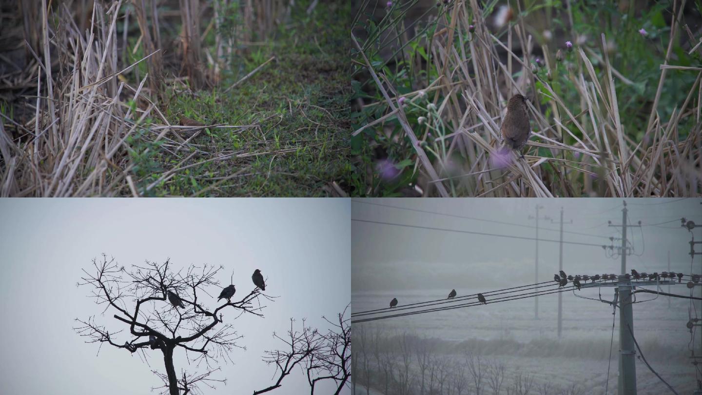 枝头电线杆上的鸟-实拍视频