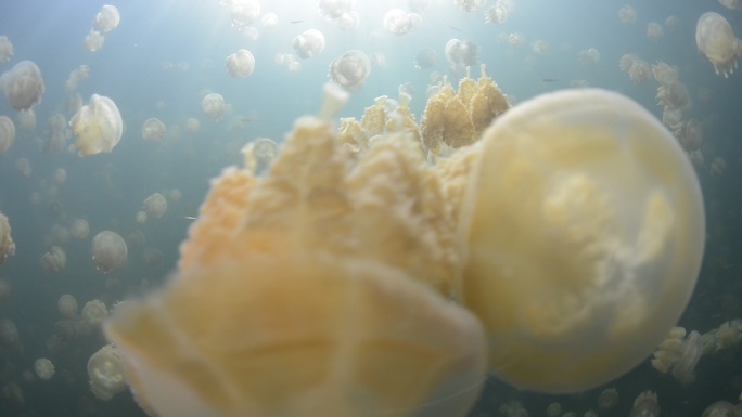 海洋水母素材高清原创无毒水母